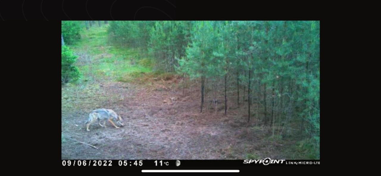 Jagd-Angler-Suite-04-Im-Wald-Am-See Kyritz Eksteriør billede
